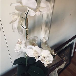Orchid plant